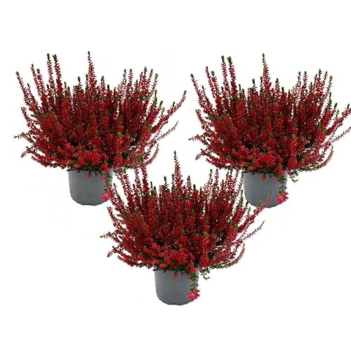 Calluna vulgaris - Set mit 3 Pflanzen - Besenheide - Heidepflanze - winterhart - 11cm Topf - rot
