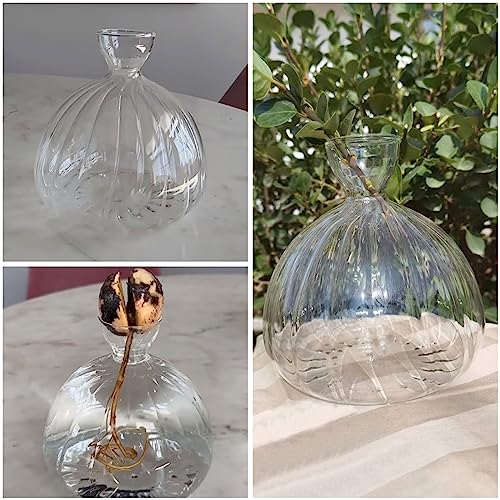 CDIYTOOL Glass Avocado Seed Sprout Starter Vase, Clear Avocado Tree Growing Vases - Image 4