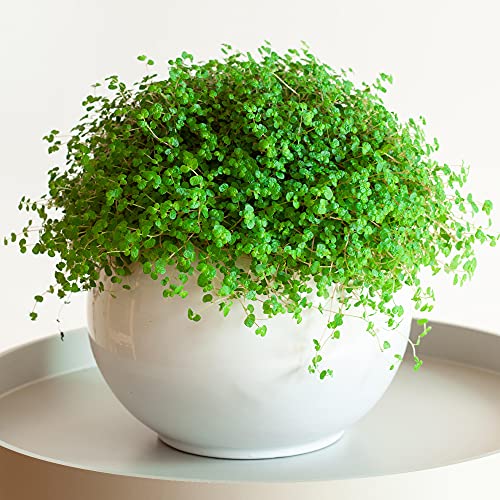 Gardenersdream Bubikopf Soleirolia Topfpflanze SOLHGR-13C-V3