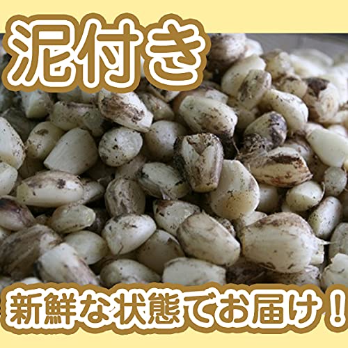 Amazon.co.jp: 【宮崎県産】泥つきらっきょう 大きさおまかせ 約5kg