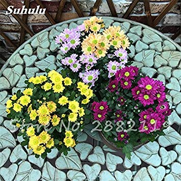 Graines de marguerites, graines de marguerites aux fraises, fleurs de saison, graines de chrysanthèmes, bonasi, belles fleurs colorées, balcon Paquet de 500 graines