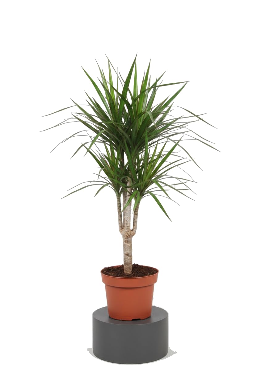 Dragonaria con Hojas Finas Dracaena Marginata Maceta de 11cm DECOALIVE Planta Viva para Ambientes Elegantes