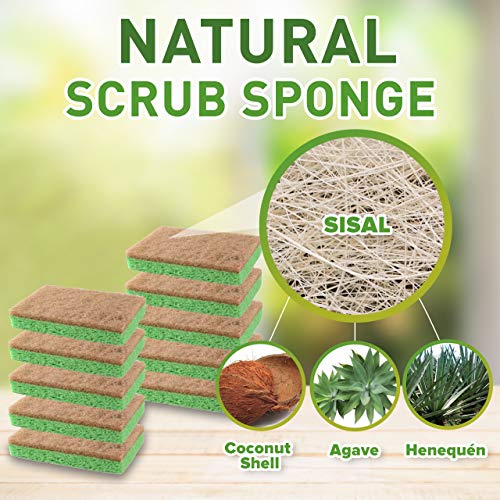 Natural Plant-Based Scrub Sponge By Scrub-It, Non-Scratch, Biodegradable Scrubbing Sponges With A Tough Anti-Bacterial Scouring Pad For Kitchen And Bathroom– 24 Pack #TOP1