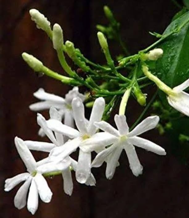 Nithya malli| jaji malli live plant (B0CTHY21JM) Amazon Price History, Amazon Price Tracker