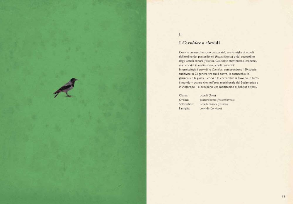 Di corvi e cornacchie