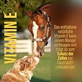 Premium Lachsöl für Hunde & Pferde| Omega 3-6-9 | Atlantischer Lachs aus Norwegen | 1 Liter | Sanct Bernhard tierlieb