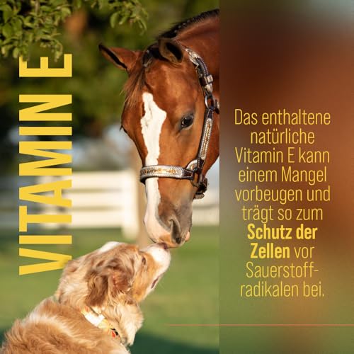Premium Lachsöl für Hunde & Pferde| Omega 3-6-9 | Atlantischer Lachs aus Norwegen | 1 Liter | Sanct Bernhard tierlieb