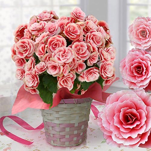 Amazon.co.jp: ハッピーガーデン 花 ギフト 鉢植え 大輪薔薇咲き
