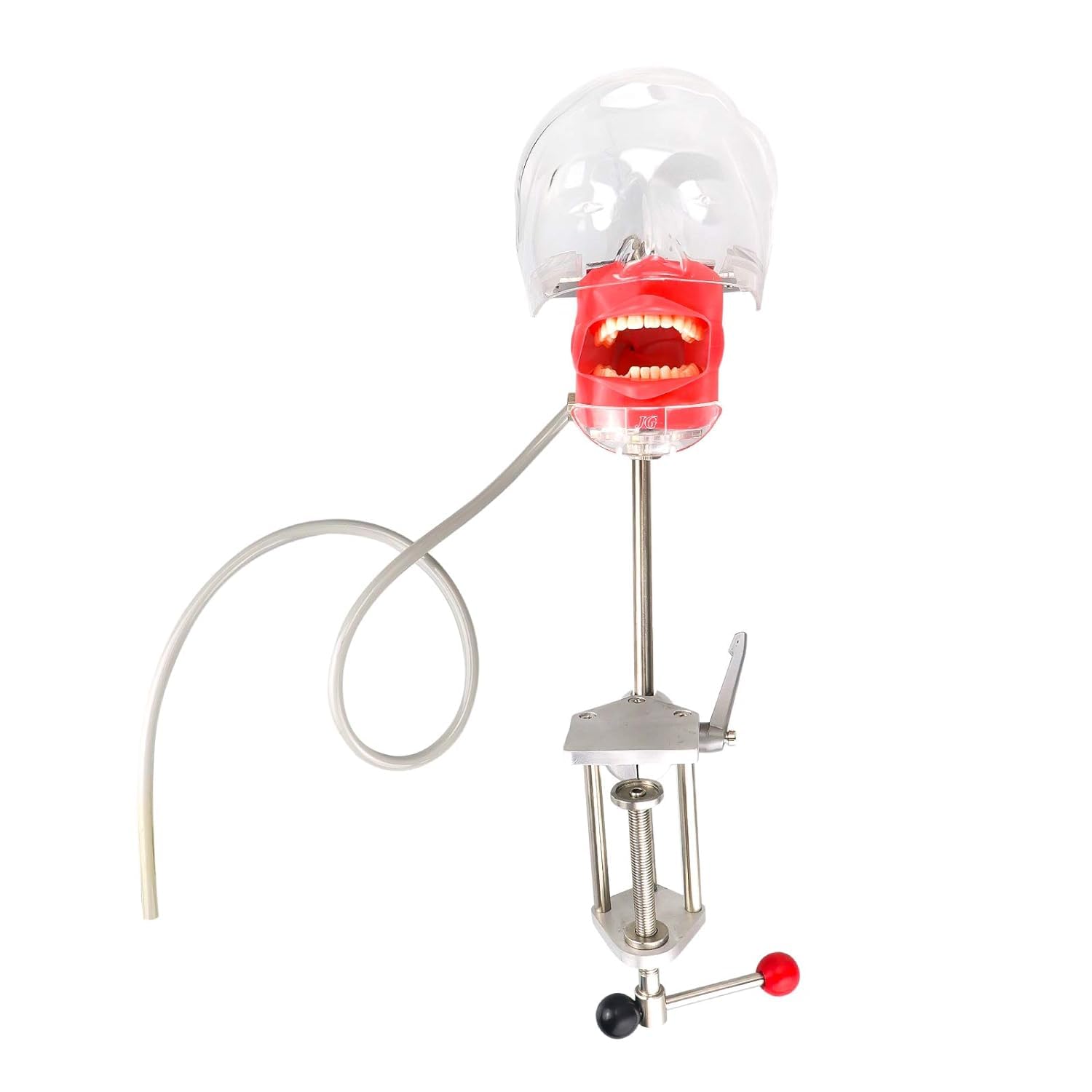 Dental Teaching Head Modell mit Ersatzzähnen Manikin Kopf Clip on Type