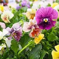 Amazon.co.jp: ITANSE ビオラ アイクルール 色見計らい 3.5号 6