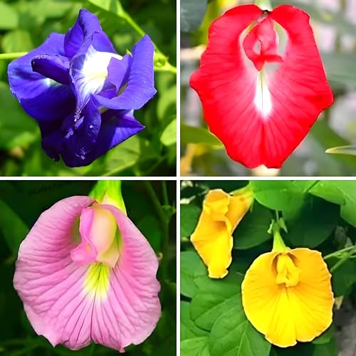 (Pack Of 30 Pcs) Aparajita Flower Seeds Mixed Color Pack, ''Double & Single Petals'' Aprajita Hybrid Butterfly Pea Seeds