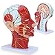 RONTEN Menschlicher Halbkopf, oberflächliches Neurovaskuläres Modell mit Muskulatur, anatomisches Kopfmodell für medizinische Biologie, Anatomie-Bildung