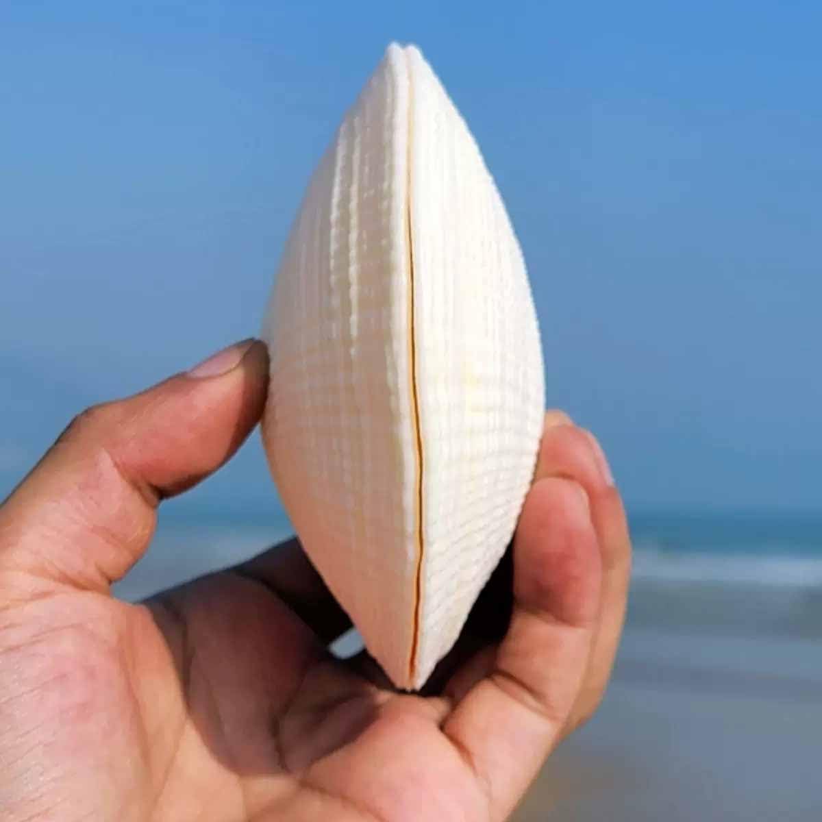 Conchiglie Naturali di Grandi Dimensioni, 9-11 cm for Decorazioni Nuziali, Feste a Tema Spiaggia, for la casa, Artigianato Fai da Te