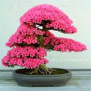 5 tipi semi Sakura Japanese bonsai, i semi di fiori bonsai Cherry Blossoms, fai da te casa e giardino, 15 pz H48 Rose Red: Only Seeds
