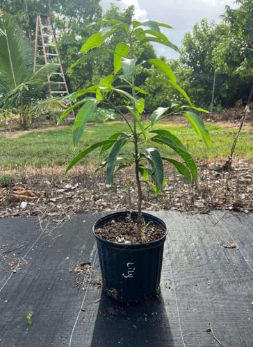 Mango ambika (Manglifera) Live Tree Seedling 10inch-2ft