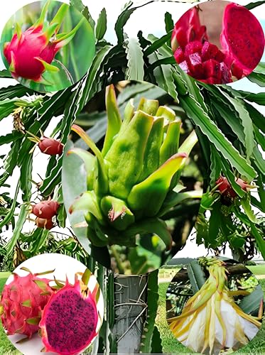Image of Dragon Fruit Live Plant (Pink /Red) in Grow-Bag Suitable for Pots, Terrace, and Outdoor Farming Use, Pack of 1