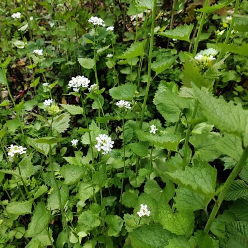 Semillas de mostaza y ajo, Alliaria petiolata, balcón del jardín Las perennes son perennes resistentes 200pcs