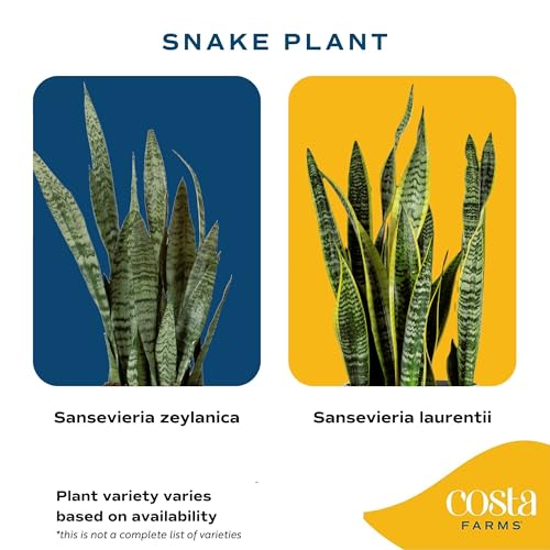 Image of Costa Farms Snake Plant, Extra Large Live Sansevieria Succulent, 3-4 Feet Tall; Low Light Indoor Floor Plant, Easy Care Air Purifying Houseplant for Home, Office, or Bedroom, in 10-inch Pot