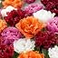 Double frayed tulips mix