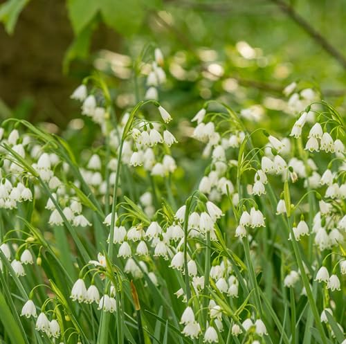 Votaniki Leucojum Aestivum (Summer Snowflake) Bulbs - Large Flower Perennial & Long Lasting Blooms | Spring Flower Bulbs Summer Snowflake or Loddon Lily - Easy to Grow (6 Pack)