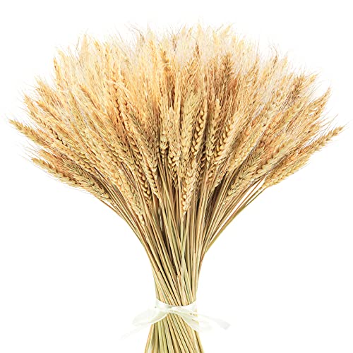 Uieke 17.7 Inches Dried Wheat Stalks, 400 Stems Dried Flowers 100% Natural Wheat for Home Kitchen Wedding Party Table Centerpiece Harvest Wreath Boho Farmhouse DIY Decoration