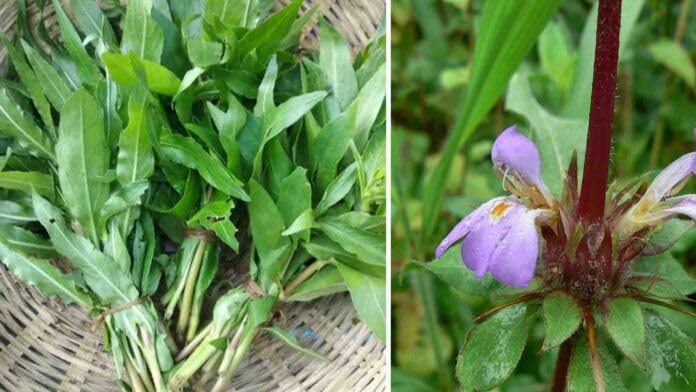 MANISHAS DAFFODILS Hygrophila auriculata herbaceous medicinal plant Kulekhara Plant In Grow-Bag(1 Bushy Plant) For Your Garden (B0CM1TGNZ9) Amazon Price History, Amazon Price Tracker