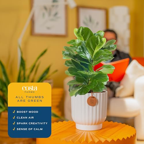 Image of Costa Farms Fiddle Leaf Fig Tree Live Plant, Little Ficus Indoor Plant in Modern Decor Planter, Houseplant Potted in Potting Soil, Birthday, Housewarming, Home Decor, 1-Foot Tall