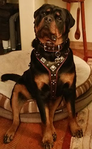 Bestia Eros Black Big Dog Chest Plate Leather Harness. Padded. Handmade In Europe! #TOP1
