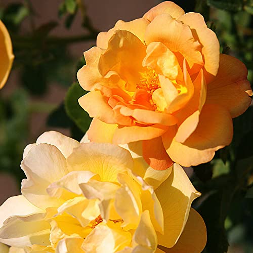 Saffron Summer Shrub Rose By Heirloom Roses - Yellow Roses Live Plant #TOP1