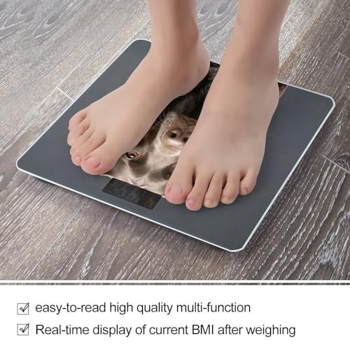Báscula Digital Dalmatian para Baño con Vidrio Templado miniatura 5