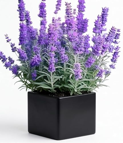 Image of Live Lavender Plant with Pot | Fragrant Purple Flowering Herb | Aromatic Outdoor Indoor Plant for Home Garden Balcony Terrace Patio Decor | Low Maintenance Lavender Flower| Pack of 1