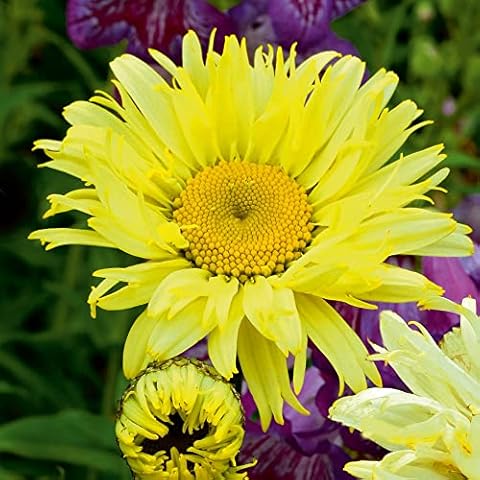 Leucanthemum 'Goldfinch' Perennial Flower Plant Cover