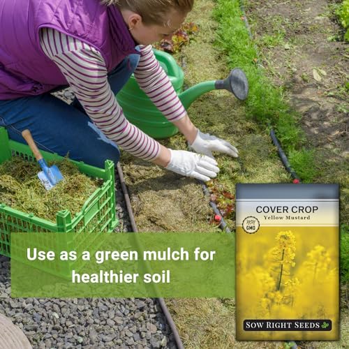 Sow Right Seeds - Yellow Mustard Seed for Planting - Cover Crops to Plant in Your Home Garden - Enriches Soil - Suppresses Weeds - Cold Hardy - Non-GMO Heirloom Seeds - Great Gardening Gift (1) - Image 3