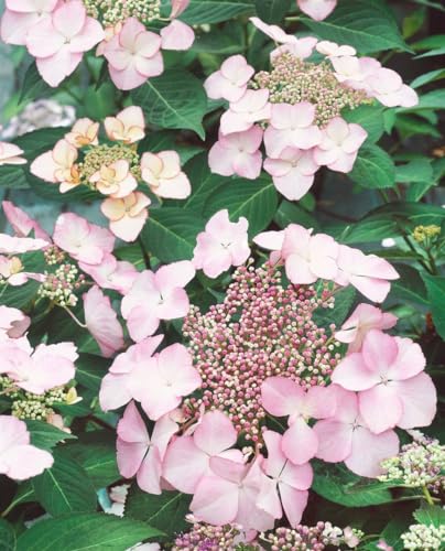 Hydrangea macrophylla 'Blaumeise Rosa' 30–40 cm – Winterhart, Mehrjährig, Pflegeleicht – Hortensie – Blütenstrauch für Beet & Kübel