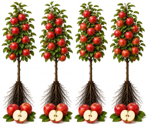 Live Apple Tree Seedlings for Planting – Young Apple Trees – Fruit Tree Saplings– Healthy Live Plants, 4 Apple Trees
