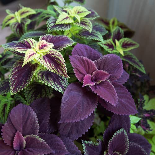 Park Seed Giant Exhibition Complete Mix Coleus Seeds, Popular Colorful Houseplants, Pack Of 20 Seeds #TOP2