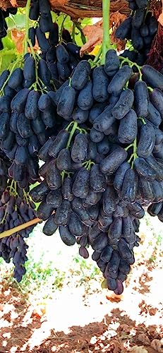 Image of GreenWorld Special Sweet long finger Seedless Black Grape Plant /Black Beauty (PACK Of 1) Healthy /Kala Angoor Live Plant.