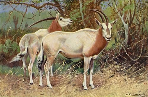 Peinture Murale Art Impression Tableaux Sable Antilope pour habiller un grand mur