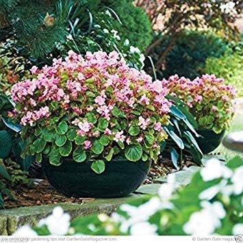 Begonia Begonia Rose GREAT In Container 100 Pellet Seed
