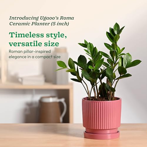 Image of UGAOO Roma Ceramic Flower Pot for Table & Desk, 5 Inch - Magenta