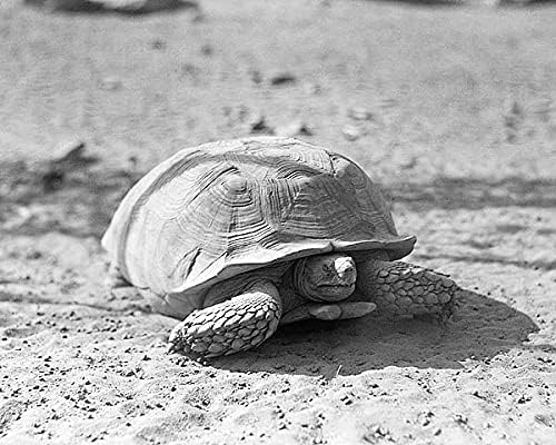 Desert African Tortoise Turtle, Africa 1936 11x14 Photograph Photo Print
