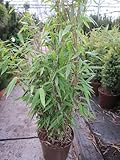Baumschule Pflanzenvielfalt Fargesia nitida Viking - Gartenbambus Viking 60-80