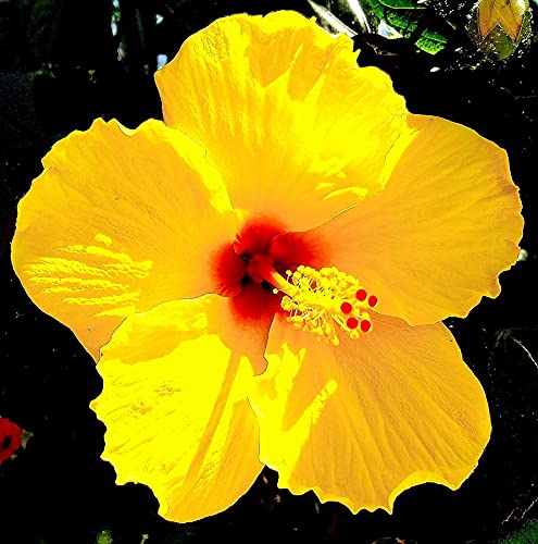 Online plant bazar Hibiscus/Joba Flower Live Plant (B0BJ97QRZW) Amazon Price History, Amazon Price Tracker