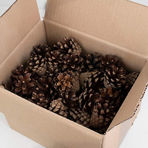 GARDIGO® Kiefernzapfen - ca. 80 Stück | Füllmaterial für Insektenhotel | Tannenzapfen zum Basteln von Weihnachtsdeko Herbstdeko | Christbaumschmuck Adventskranz Deko | Bastelmaterial Bastelbedarf