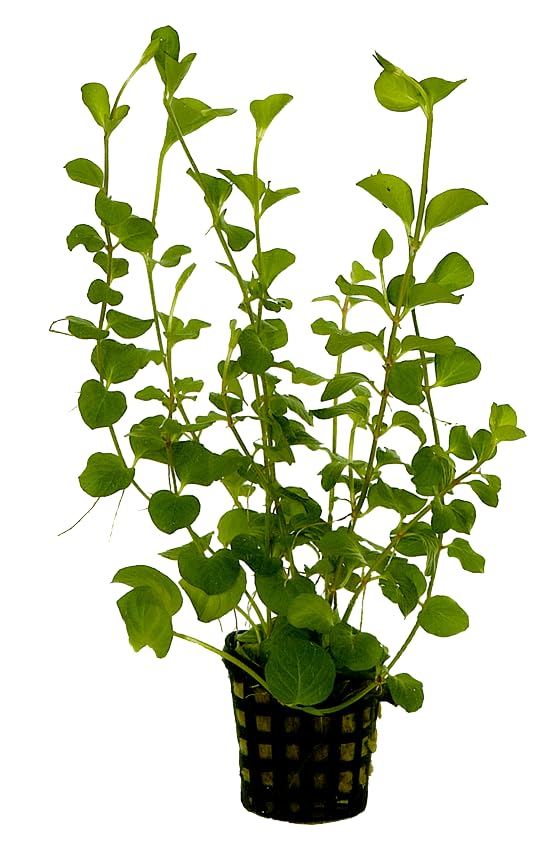 Massive Selection of Live Potted Aquatic Plants Tropical Aquarium Easy Anubias (85. Lysimachia Nummularia 5cm Pot)