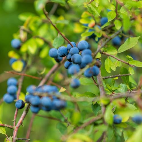 semi di prugnolo frutto colonnare da giardino da frutto esotico prugnolo colonnari vecchie varietà comprare raro colonnari frutteto nani, resistenti 40pcs