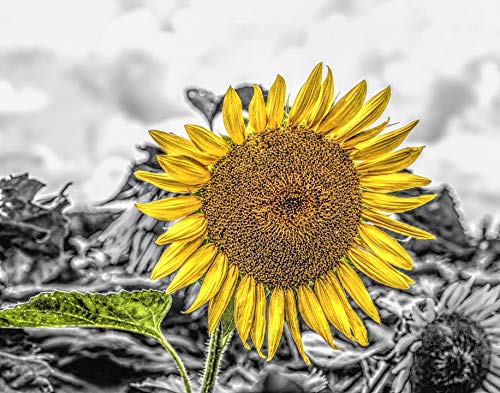 Amazon.com: Home Comforts Flower Girasole Girasol Mirasol