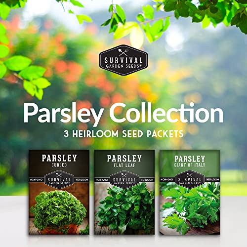 Parsley Seed Collection – 3 Varieties: Italian Giant, Curly, Flat Leaf Parsley Seeds for Planting Indoors or Outdoors – Non-GMO Heirloom Open-Pollinated Herbs – Survival Garden Seeds Parsley Seed Collection – 3 Varieties: Italian Giant, Curly, Flat Leaf Parsley Seeds for Planting Indoors or Outdoors – Non-GMO Heirloom Open-Pollinated Herbs – Survival Garden Seeds