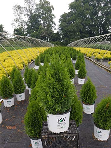 Live Plant From Green Promise Farms Thuja Occidentalis 'North Pole' (Arborvitae) Evergreen, 3-Size Container, Green Foliage #TOP1