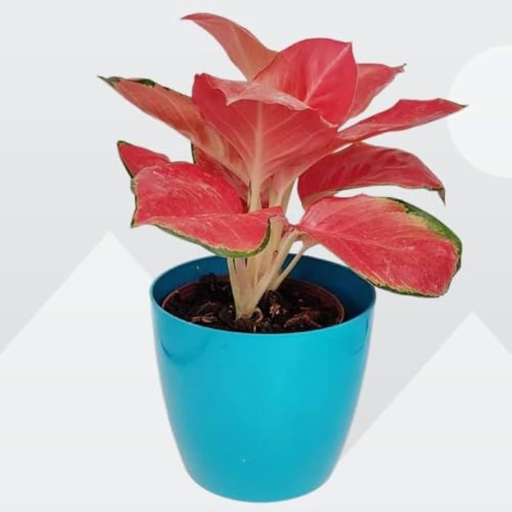 See full amazon price history chart for Aglaonema live plant, pink-reddish plant leaf pack of 1 big plant Aglaonema live plant, pink-reddish plant leaf pack of 1 big plant (B0DFYVHCJ5) Amazon Price History, Amazon Price Tracker
